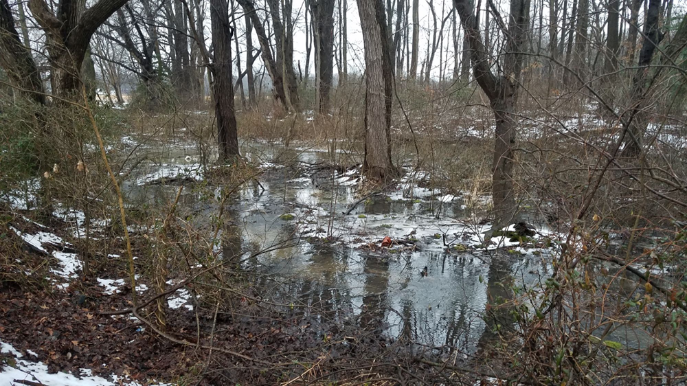 A flooded riverine floodplain wetland in winter near Smyrna