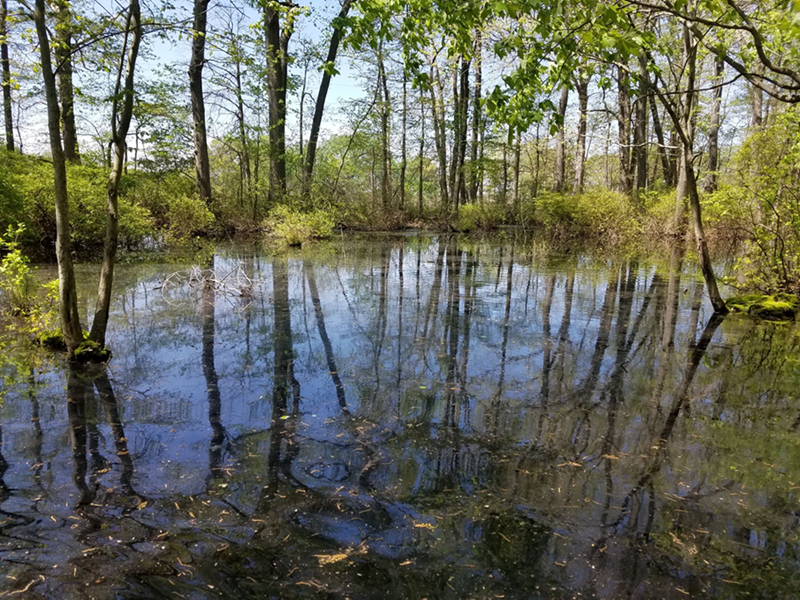 A seasonally flooded forested pond or depression wetland in spring, Woodland Beach Wildlife Area near Smyrna