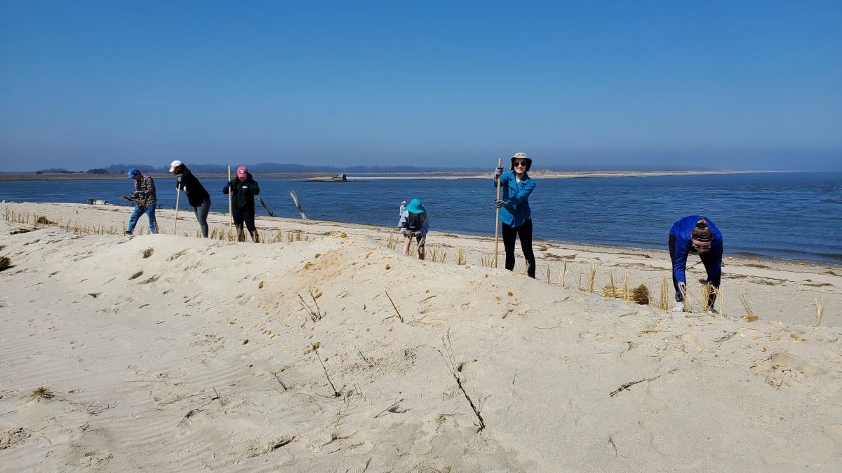 A group of volunteers on a dune, with blue waters of a bay in the background, pose while planting beach grass.