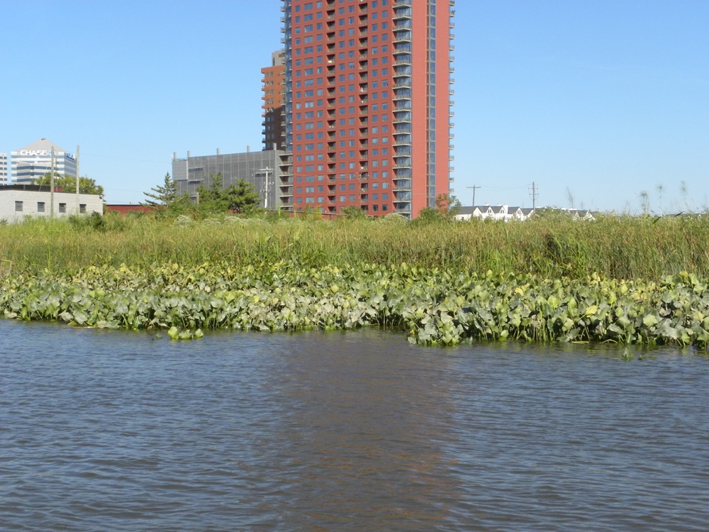 A river is pictured with various grasses and plants growing from it. In the background, tall buildings, including an apartment complex, can be seen.