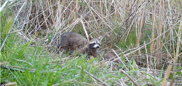 A raccoon crosses a field. Grasses are all around it.