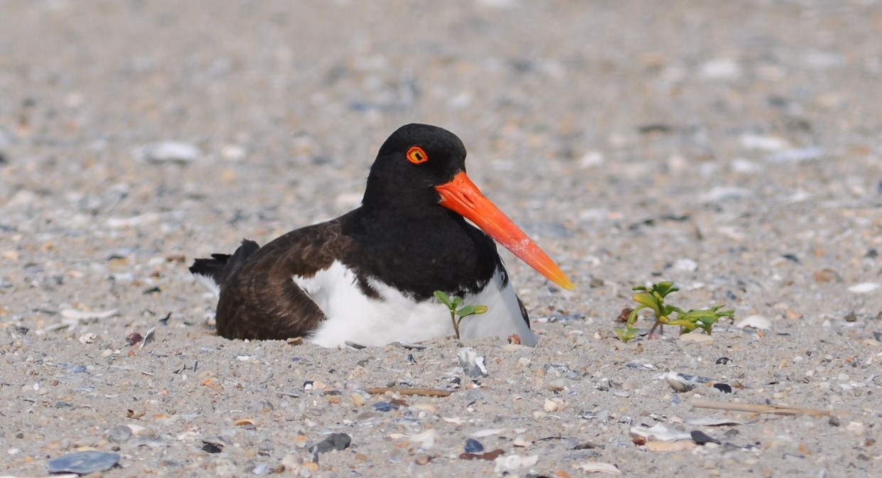 A bird with a dark body, black head and a long orange beak its in the sand.