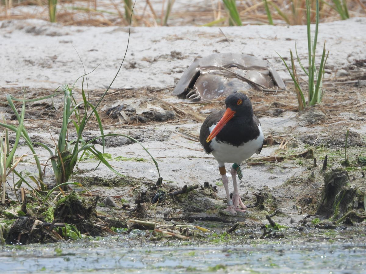 A white and black bird with a long orange beak stands in the mud at the side of a marshy area.
