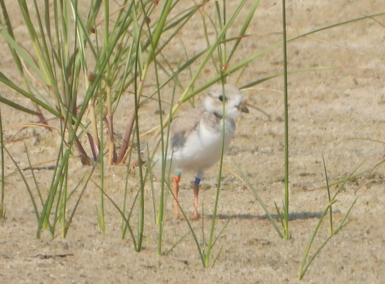 A tiny white bird stands among stems of beachgrass with a blue band on its left leg.