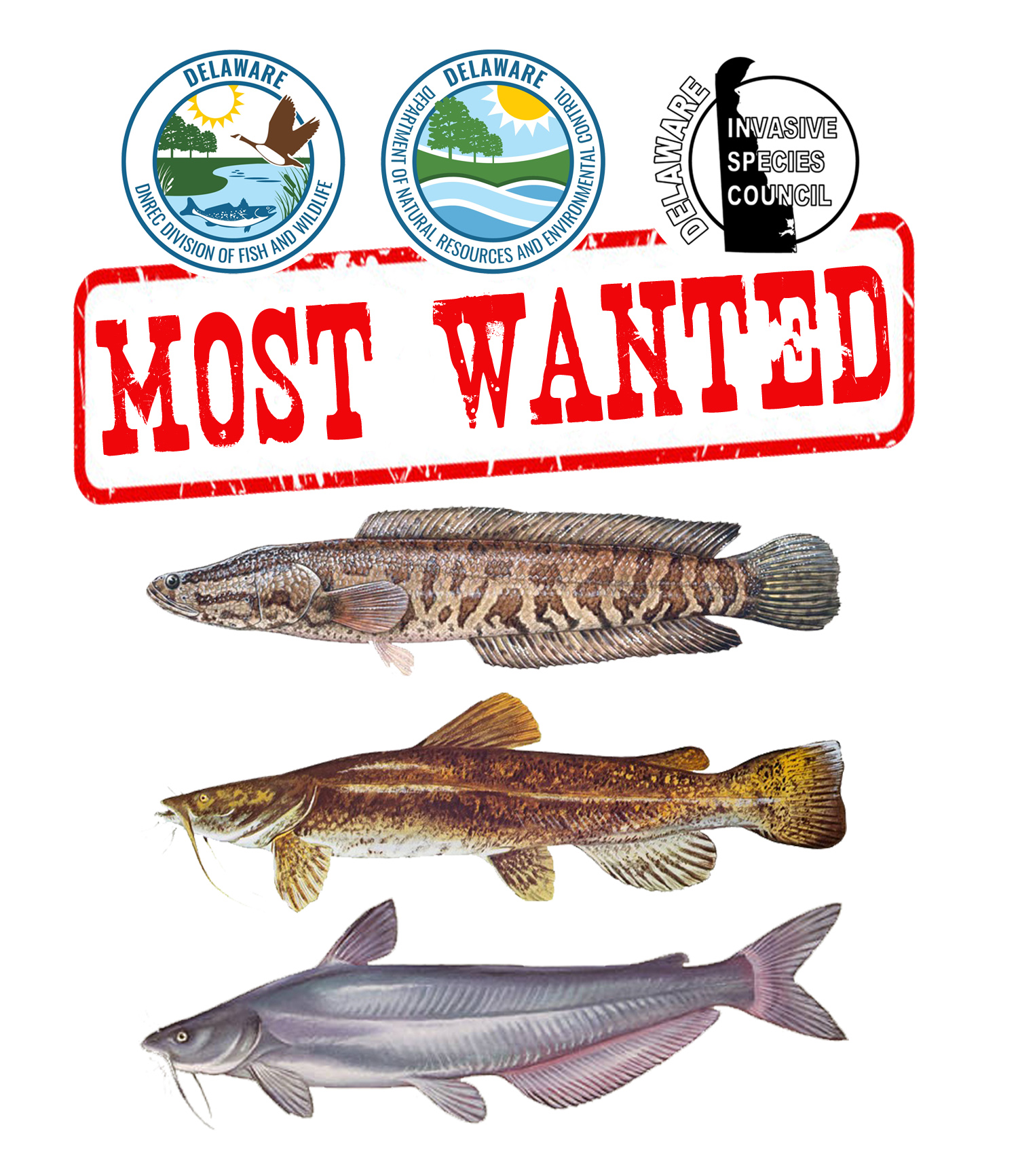 A composite graphic showing images of fish considered to be invasive species with the words Most Wanted above them.