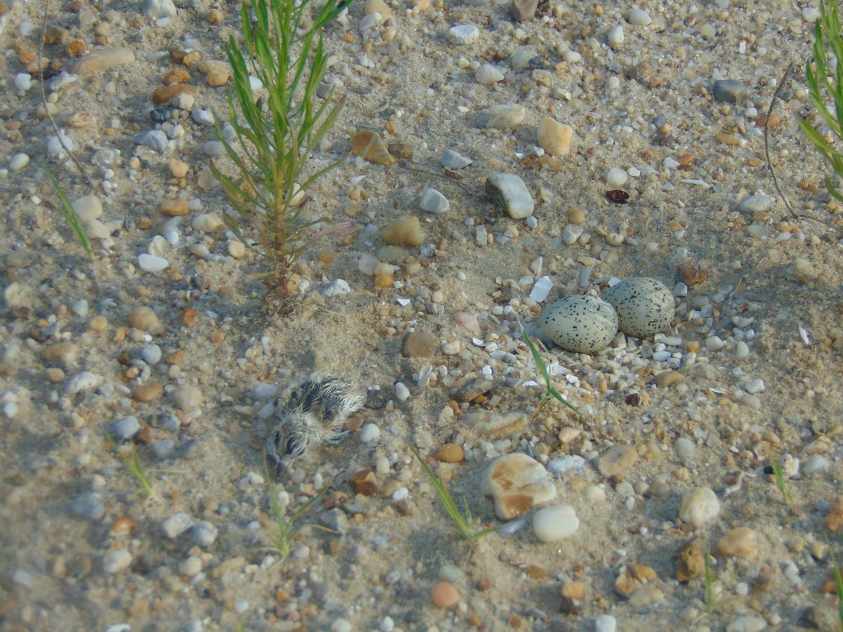 A close-up of a tiny bird and tiny eggs nearly indistinguishable from the sand in which they are laid.