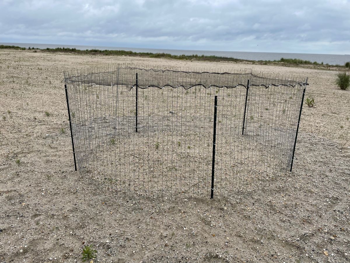 A circular enclosure of chicken wire and netting set up on a beach.