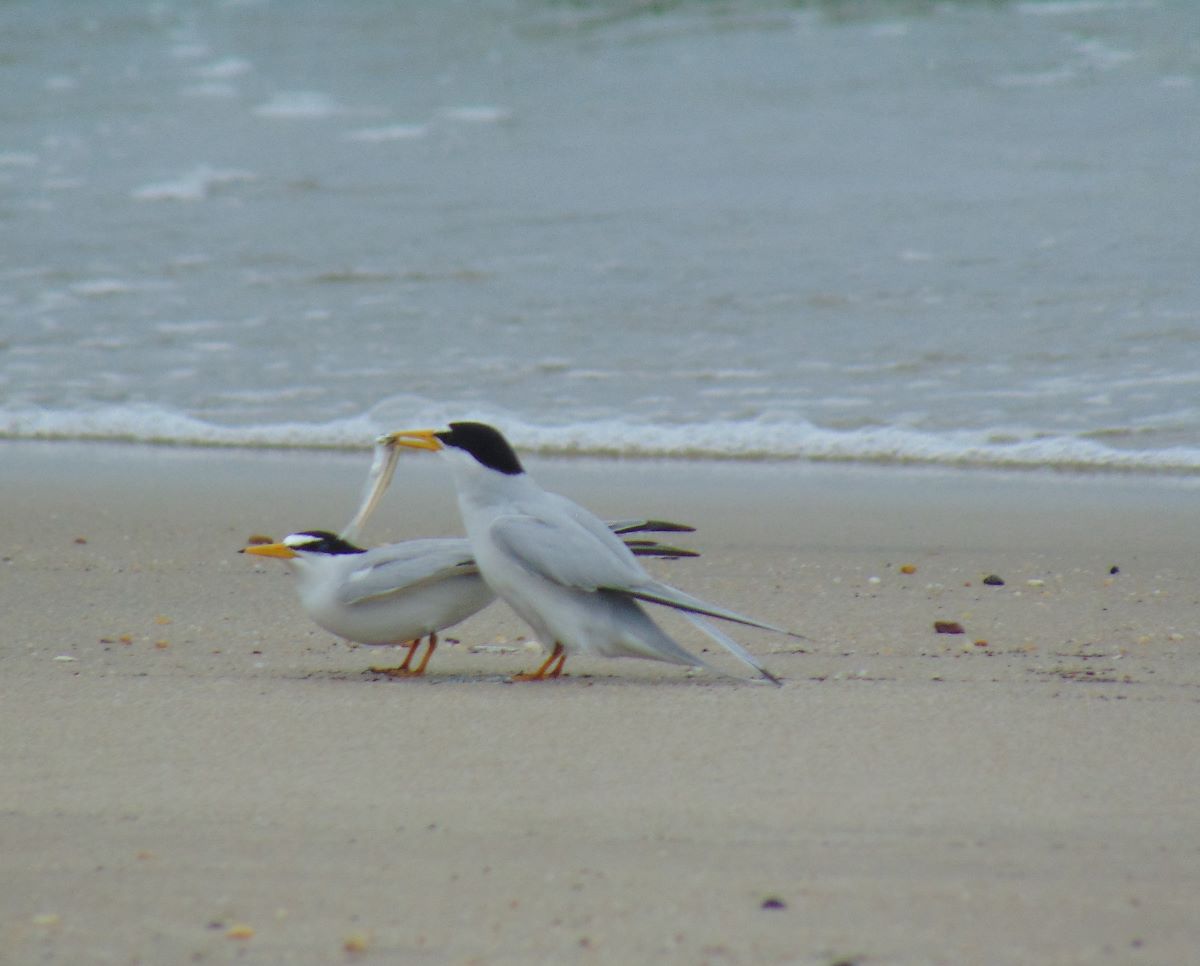 Two white birds with black heads on a beach. One is holding a fish in its beak.