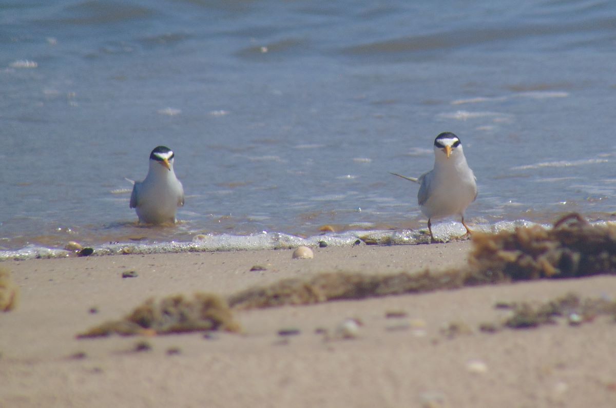 Two white birds with black markings on their heads sit in and just out of the waterline on a beach.