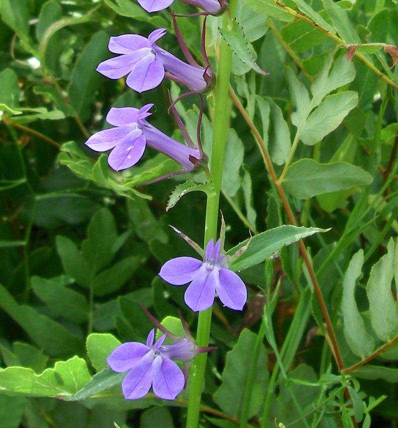Blue lobelia flowers are pictured.