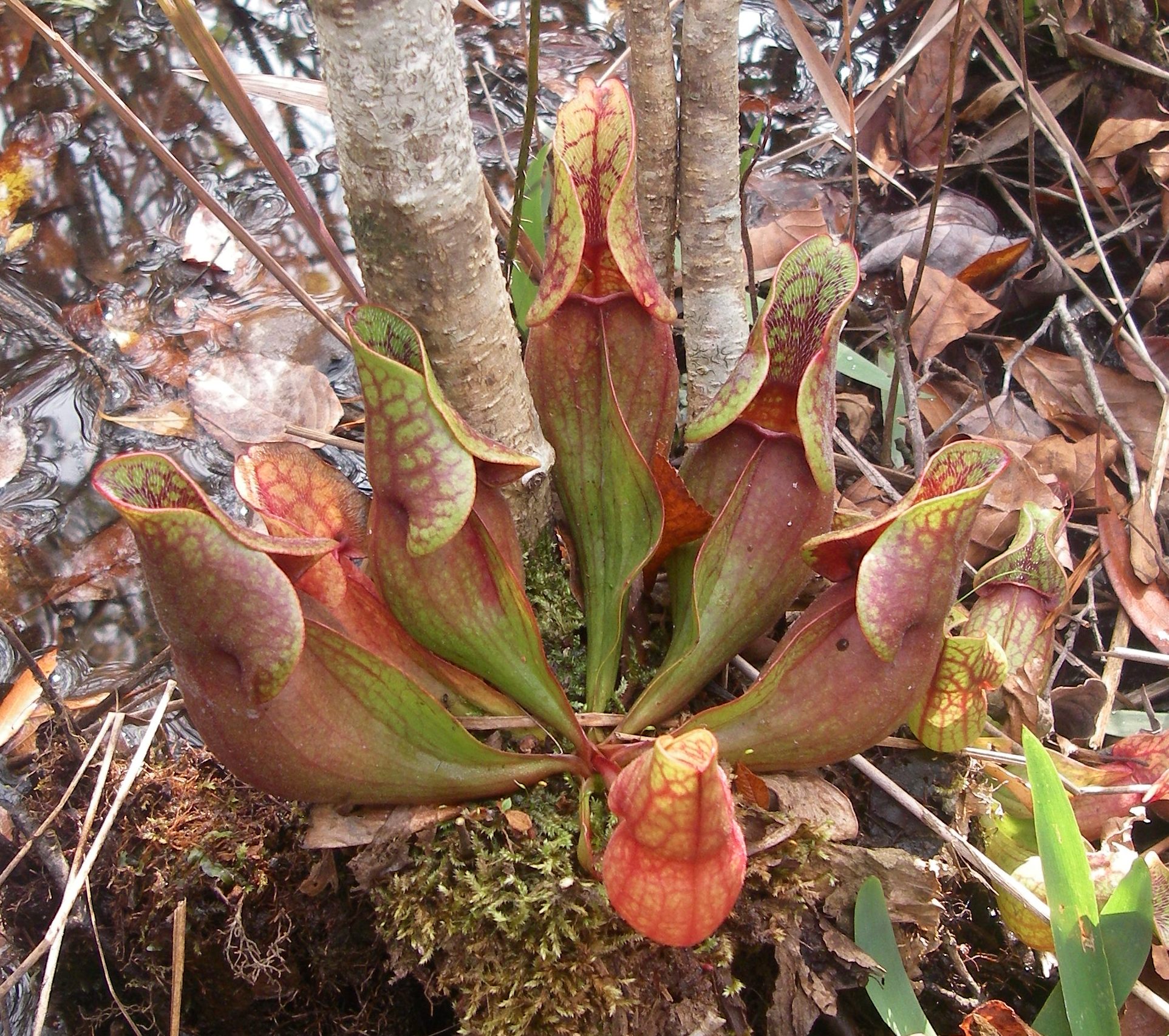 Pitchers of a purple pitcher plant rest at the bottom of a tree amidst leaves.