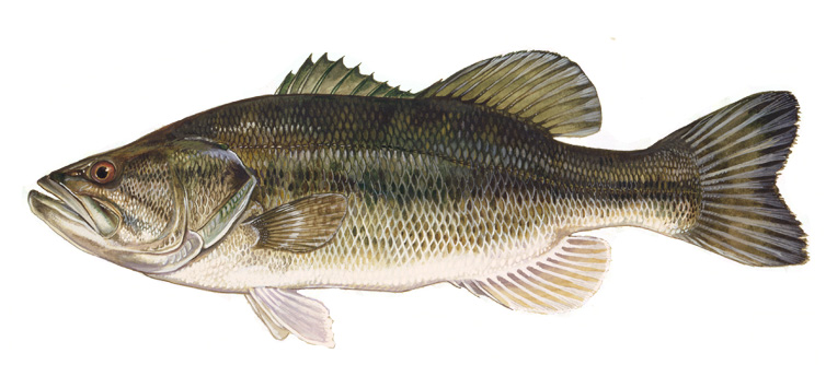 Image of a largemouth bass