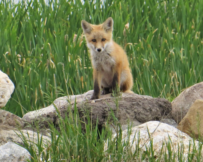 A red fox seen sitting on a large rock