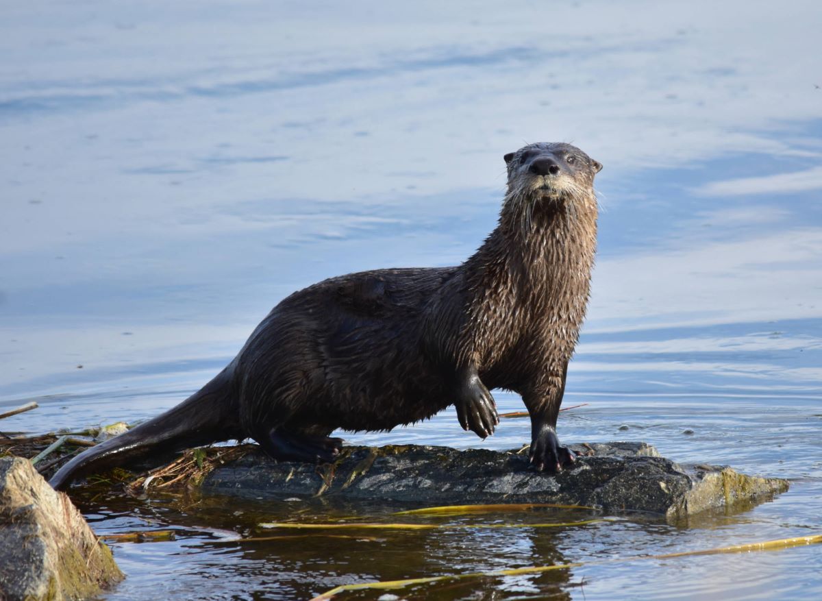 A river otter seen on the shore of a waterbody.