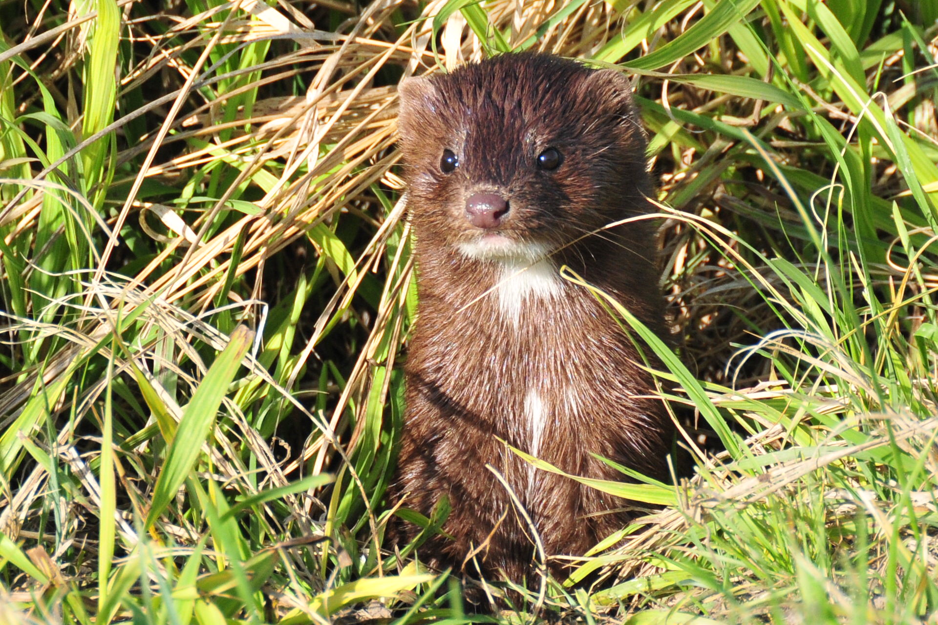 Close-up photo of a mink sitting in teh grass.