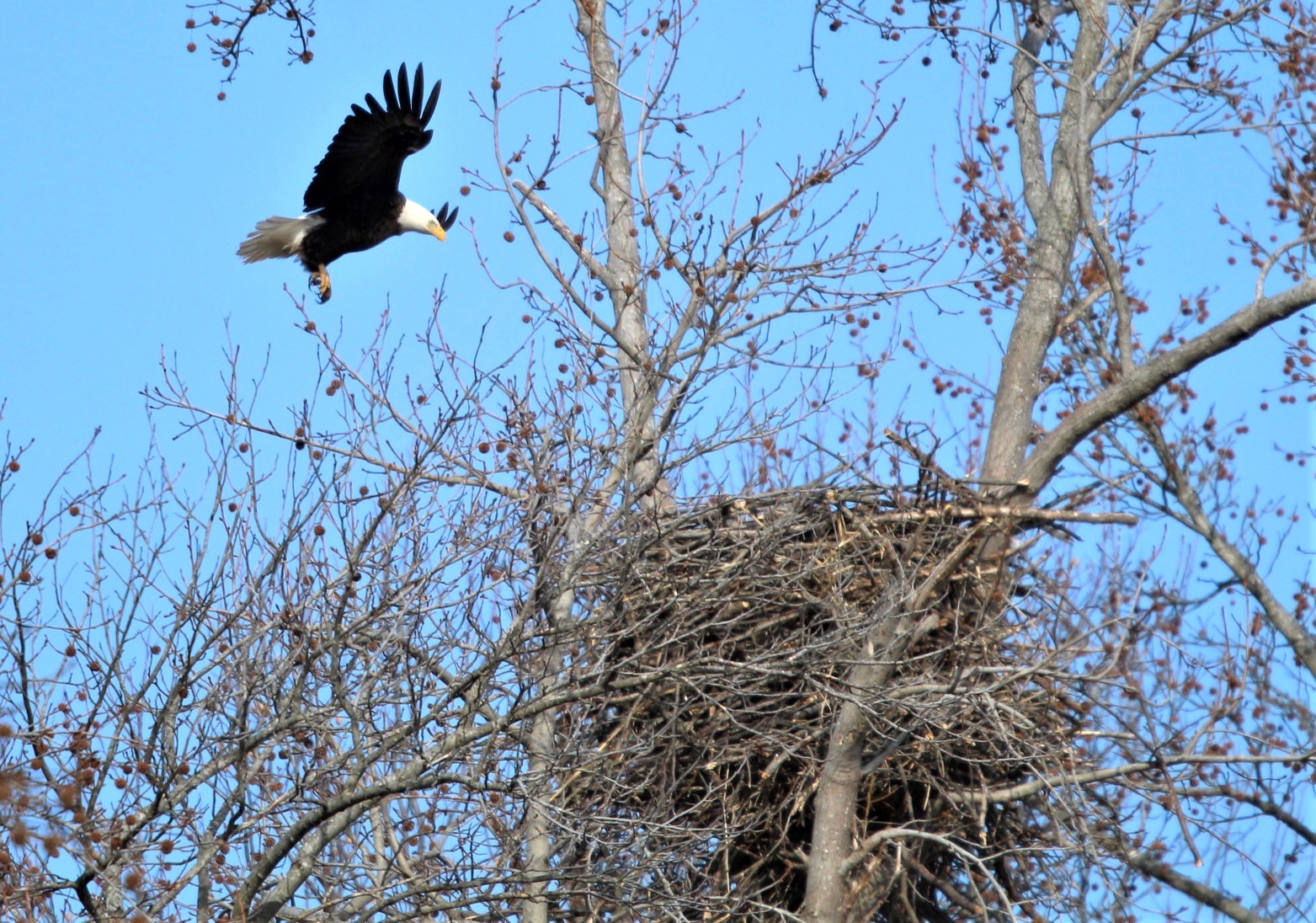 A bald eagle flies to its nest in a tree.
