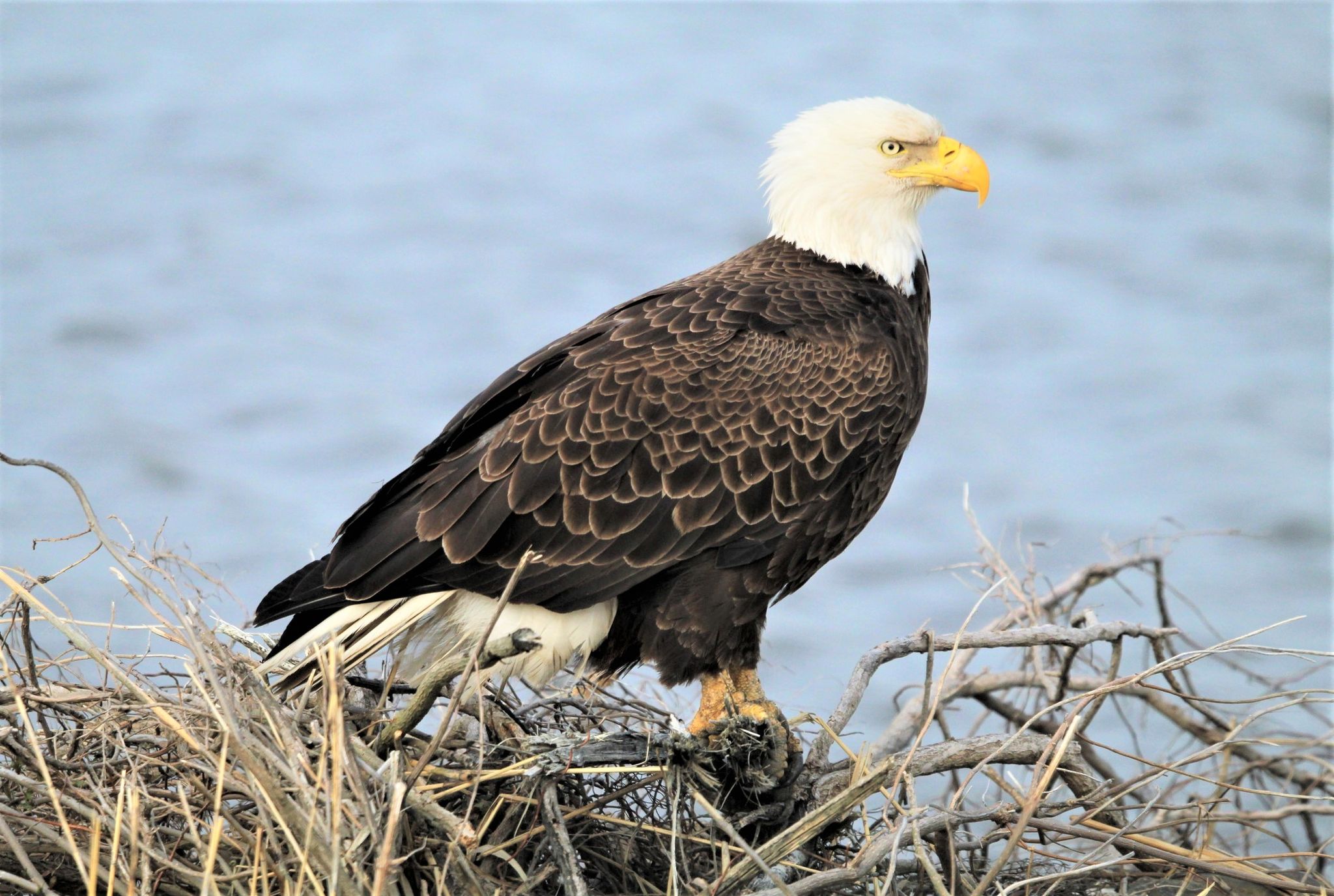 A bald eagle sits on sticks and branches with water behind it.