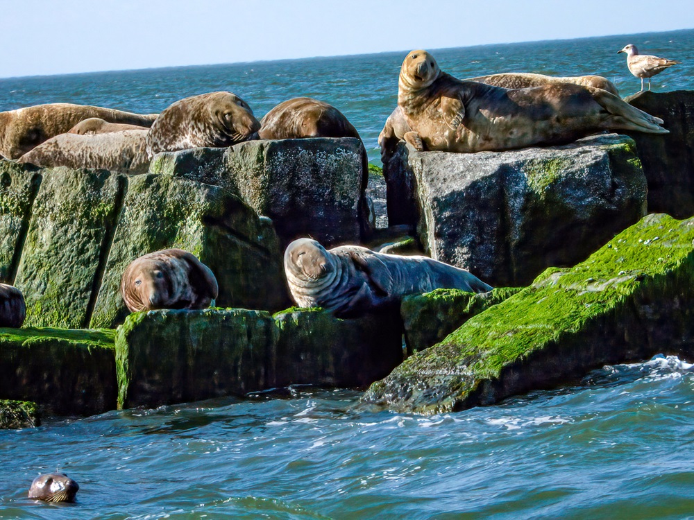 A number of seals lounge around rocks in the Delaware Bay.