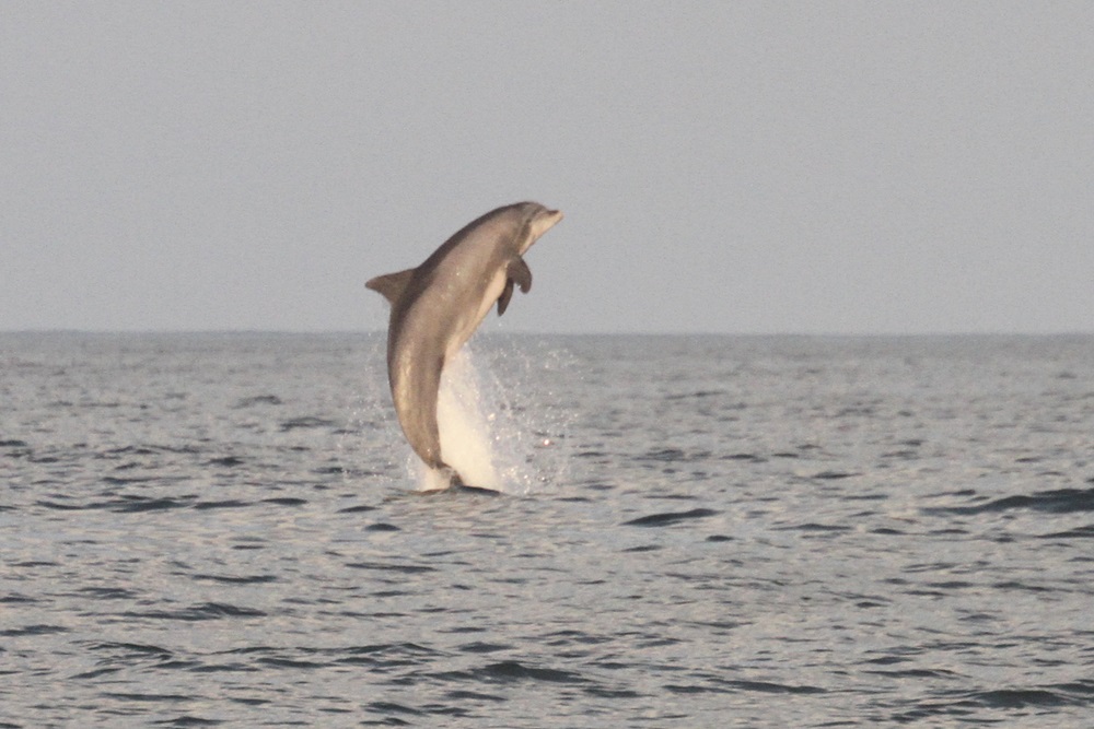 A dolphin leaps almost vertically from the ocean.