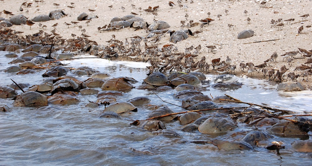 Dozens of horseshoe crabs congregate at the water's edge on a beach.