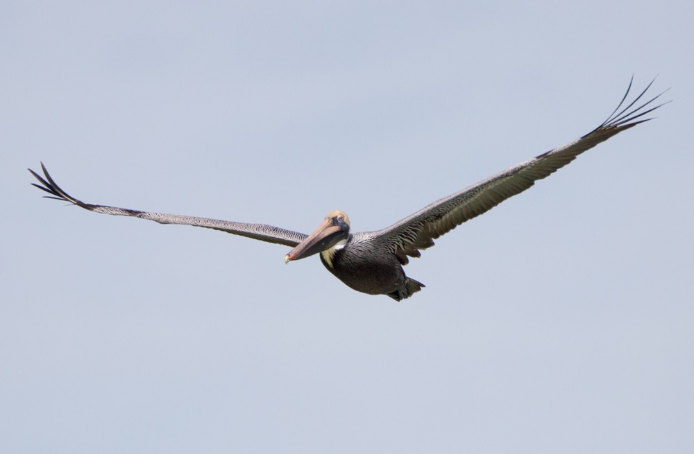 A brown pelican stretches its wings as it flies through the sky.