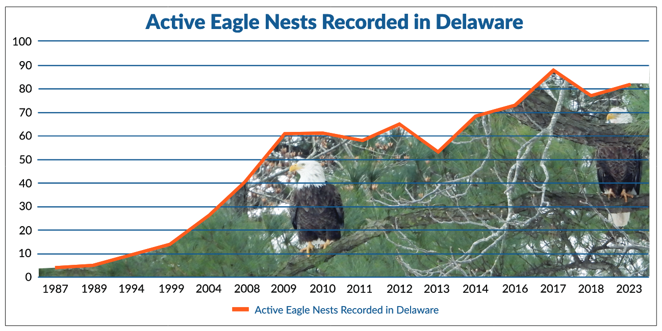 A line graph shows how the bald eagle population has grown in Delaware from 1987 to 2023.