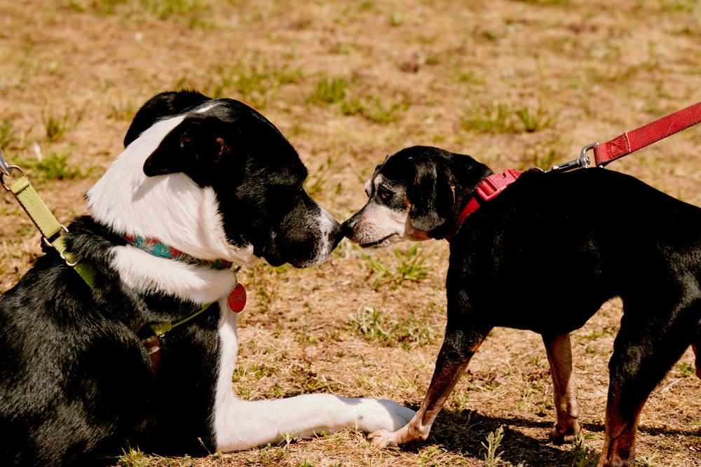 Two dogs on leashes, one larger than the other, sniff each other.