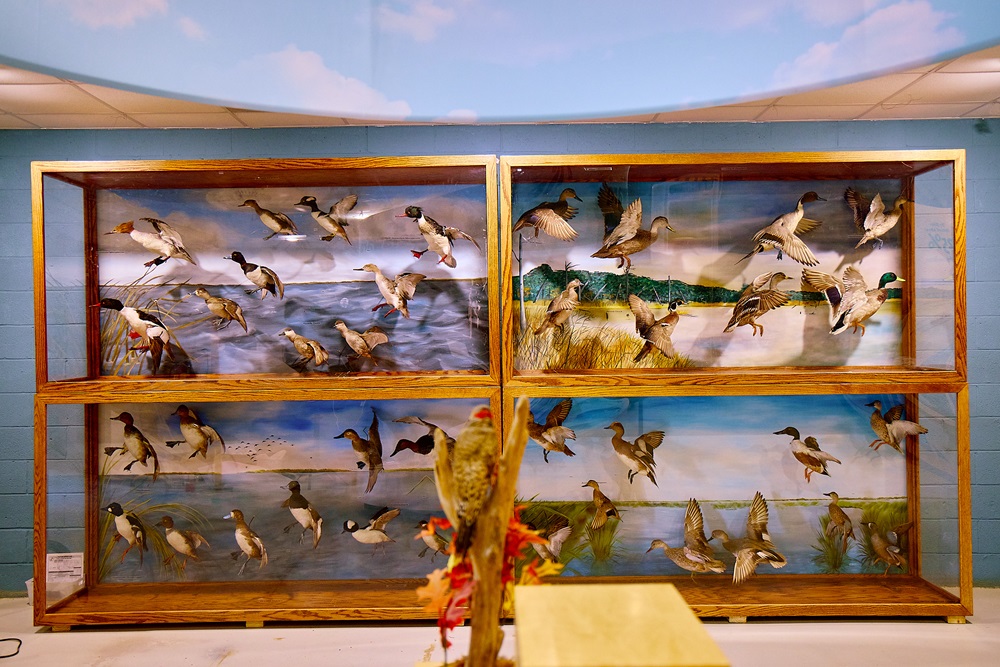 A few dozen taxidermied waterfowl sit in a display against a wall.