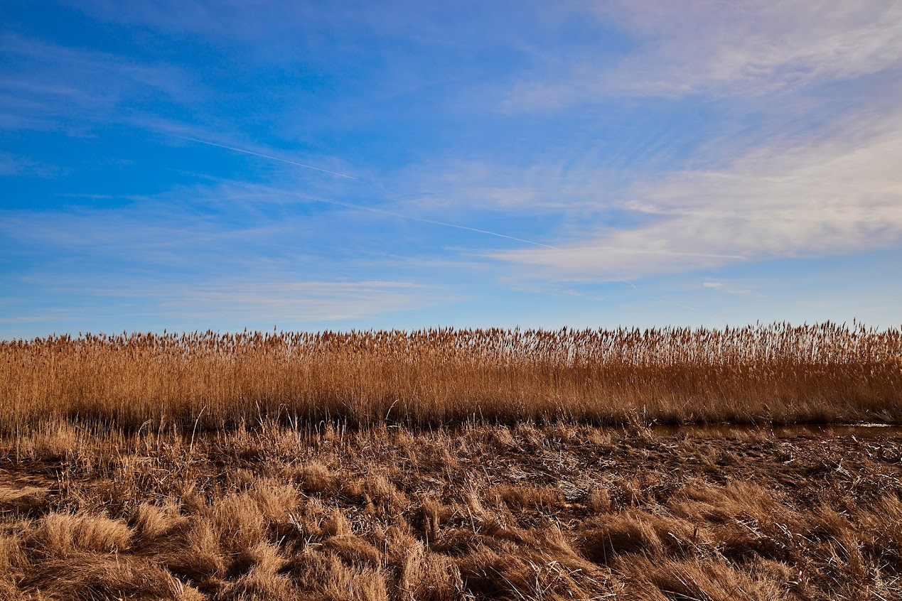 A field of tall grass stands behind cut-down grasses.