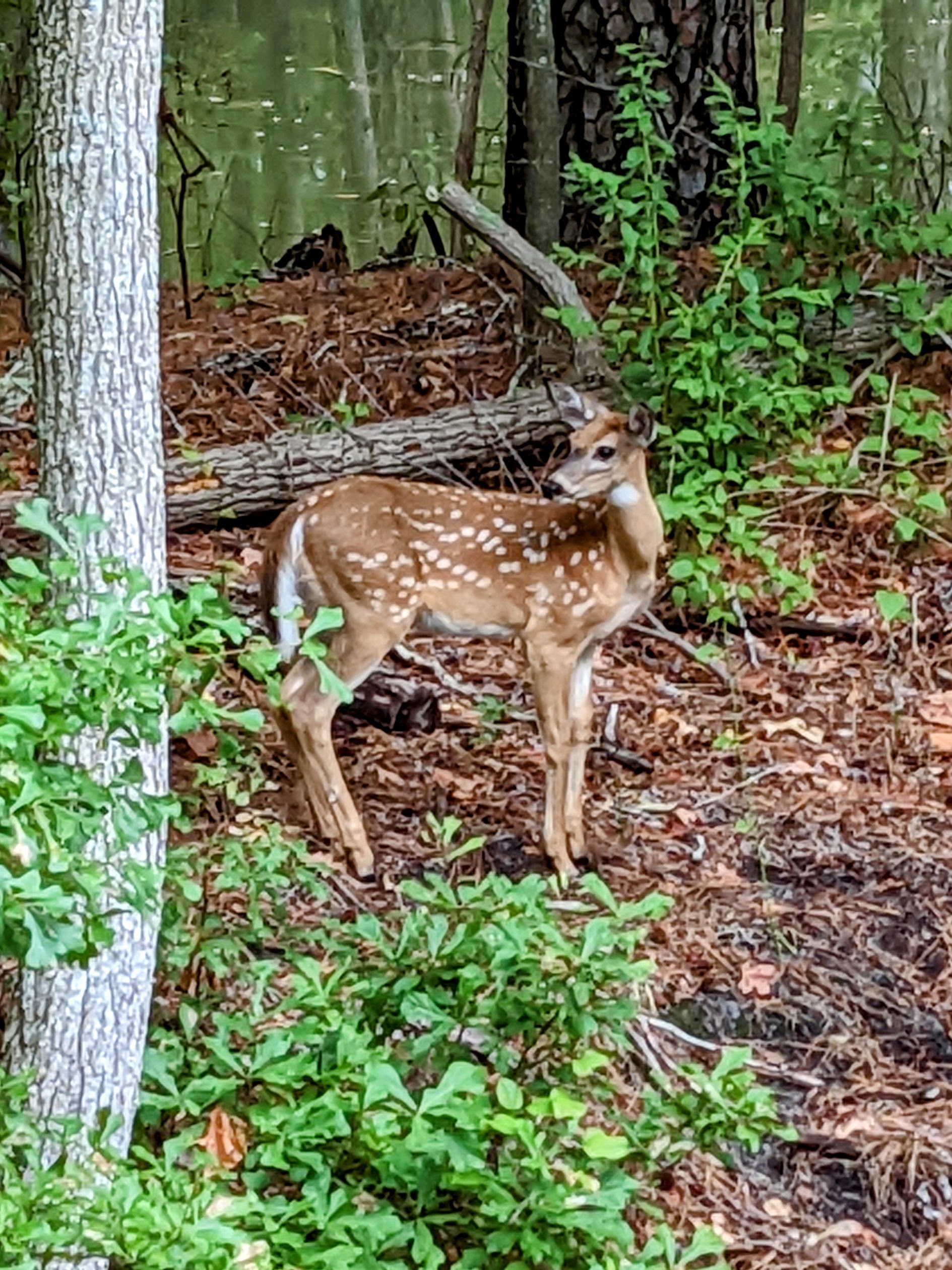 A fawn stands in the woods, looking back amidst the foliage.