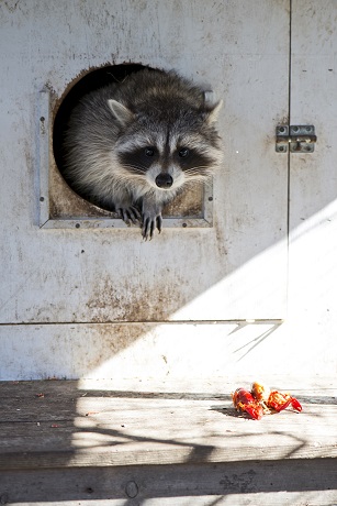 A raccoon pokes its head through a cut-out hole in a wooden door.