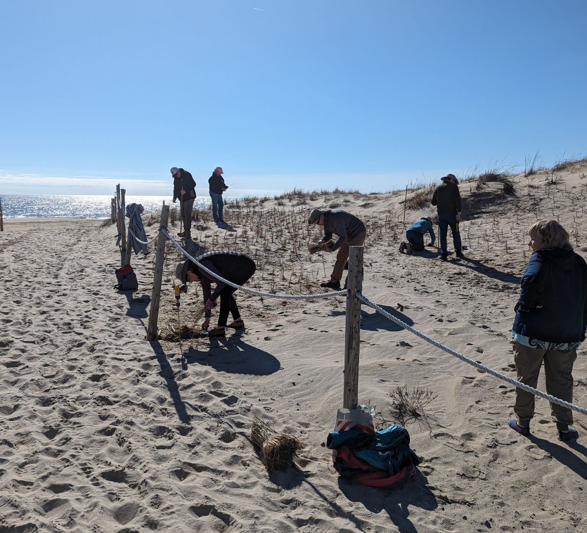 A group of seven volunteers, backlit by a bright sunny sky, plant beach grass stems on a dune.