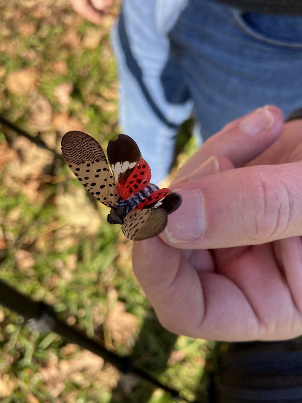 A spotted lanternfly is shown in a close-up of a man's hand.