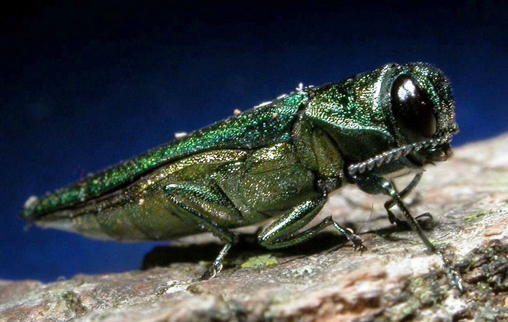 A shiny green emerald ash borer is pictured close-up.