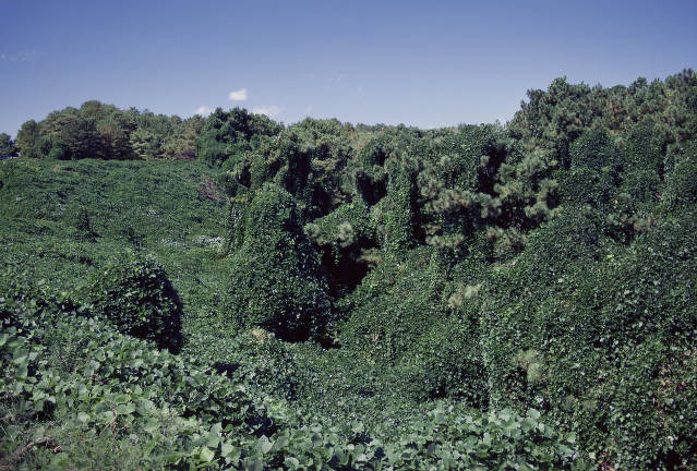 Kudzu vines cover trees and other foliage.