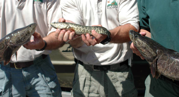 Three men hold northern snakeheads of various sizes.