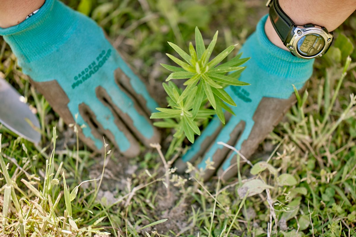 A pair of gloved hands planting a small plant.