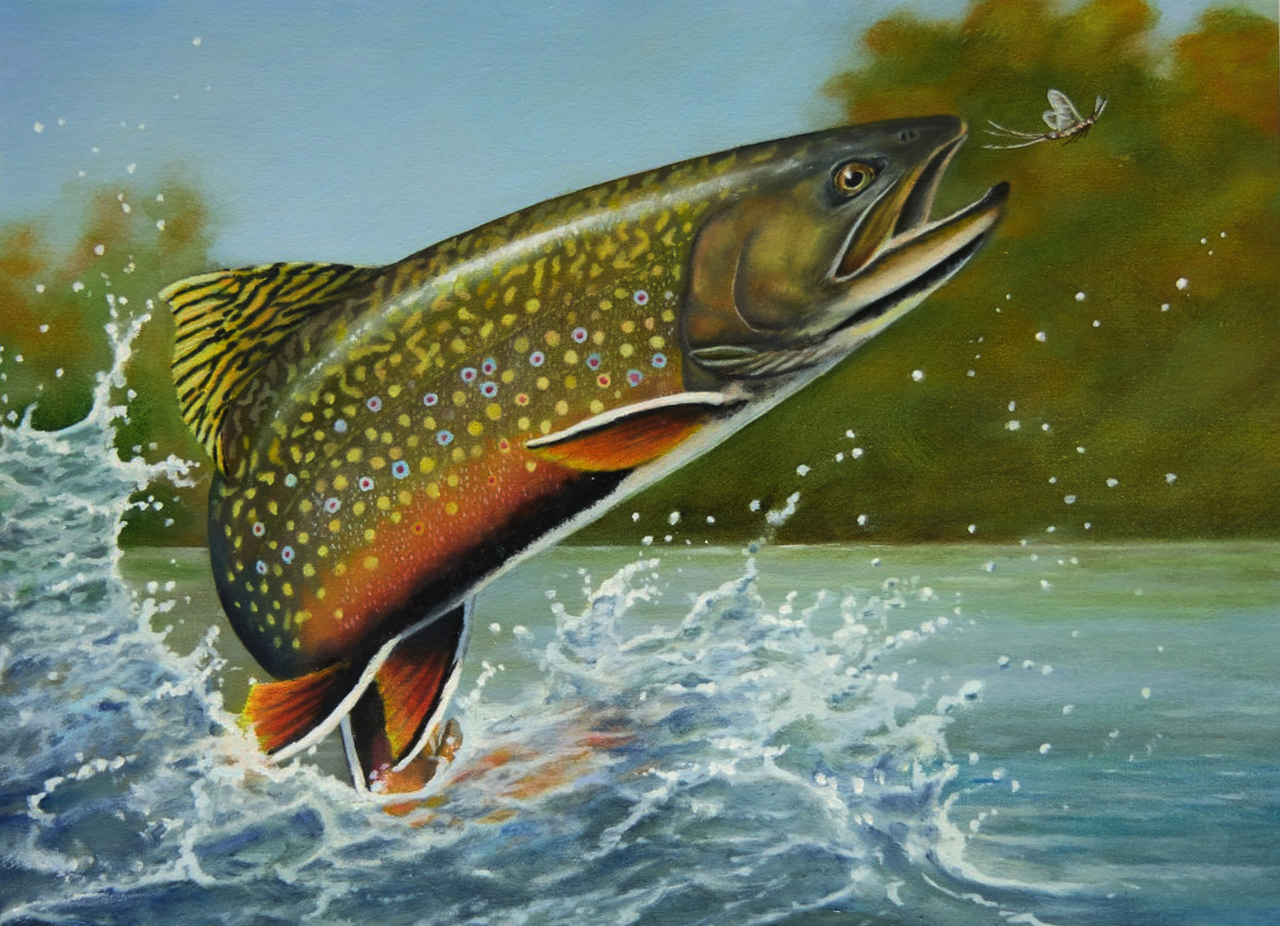 A painting of a brown trout rising out of the water to bite a fly.  