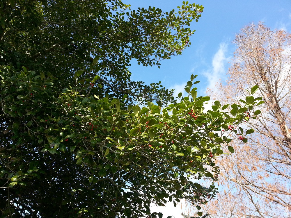 The leaves of an American holly tree are pictured.