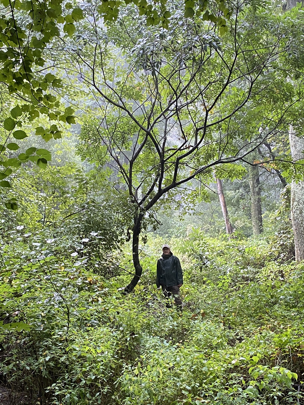 A man stands next to a poison sumac in a forest.