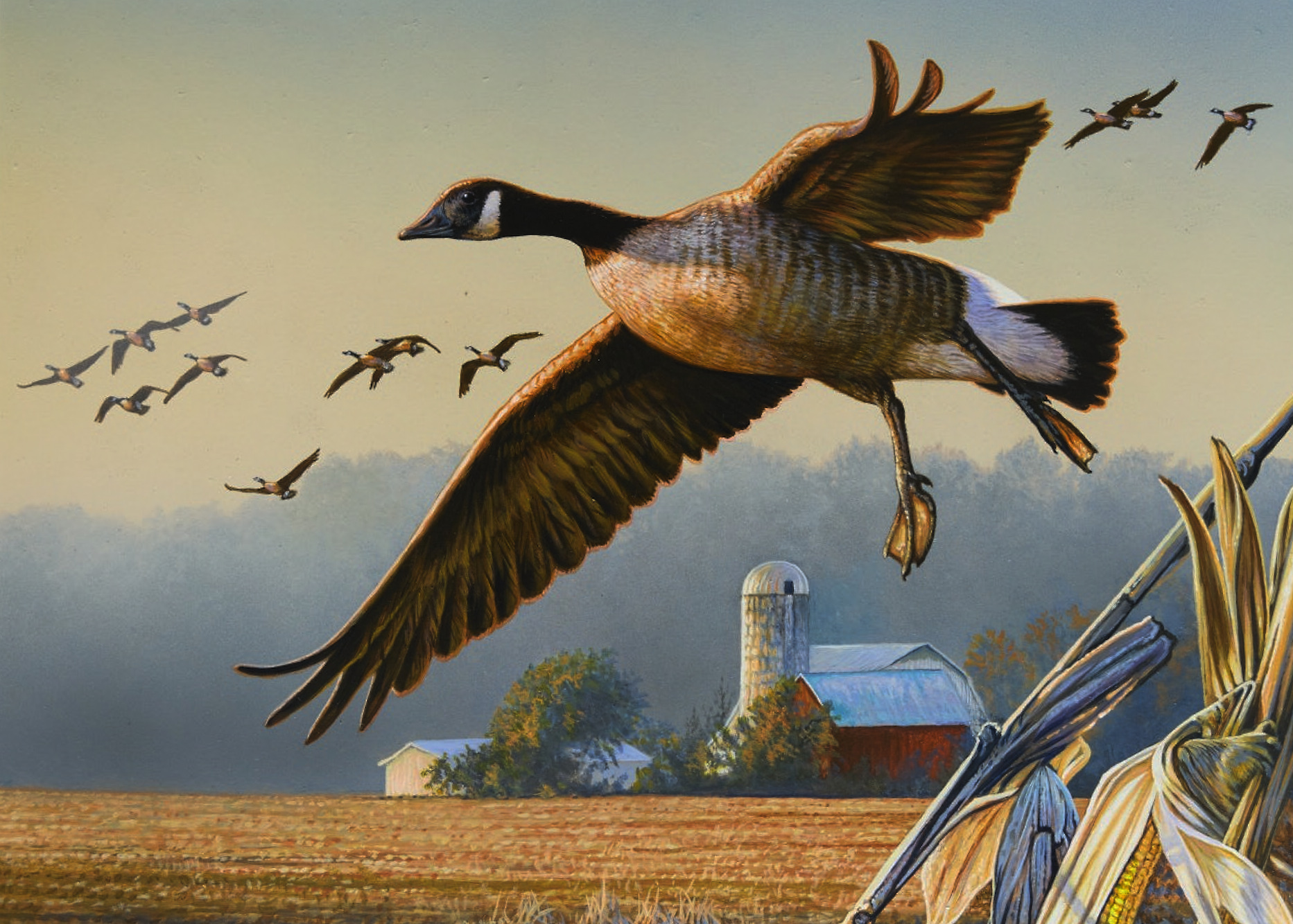 Painting of a Canada Goose, in flight, with a barn and silo in the background.