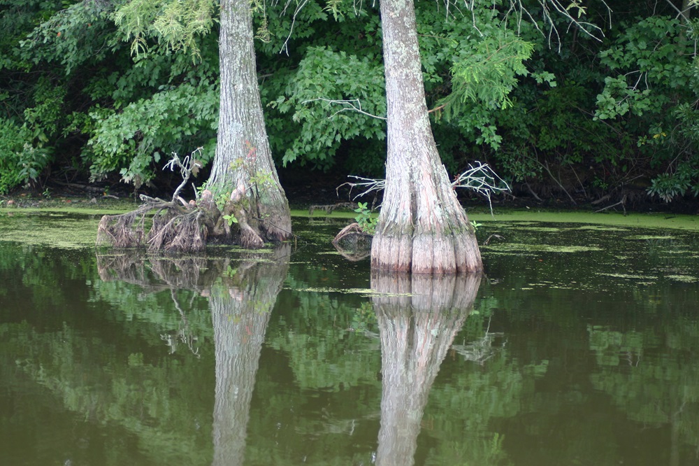 Two bald cypress trees sit in swampy water at Trap Pond State Park in Delaware.