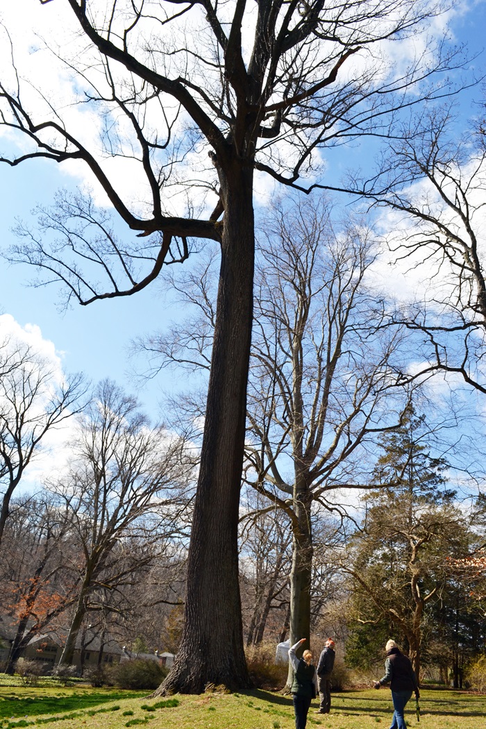 A yellow poplar towers over several people and other trees.