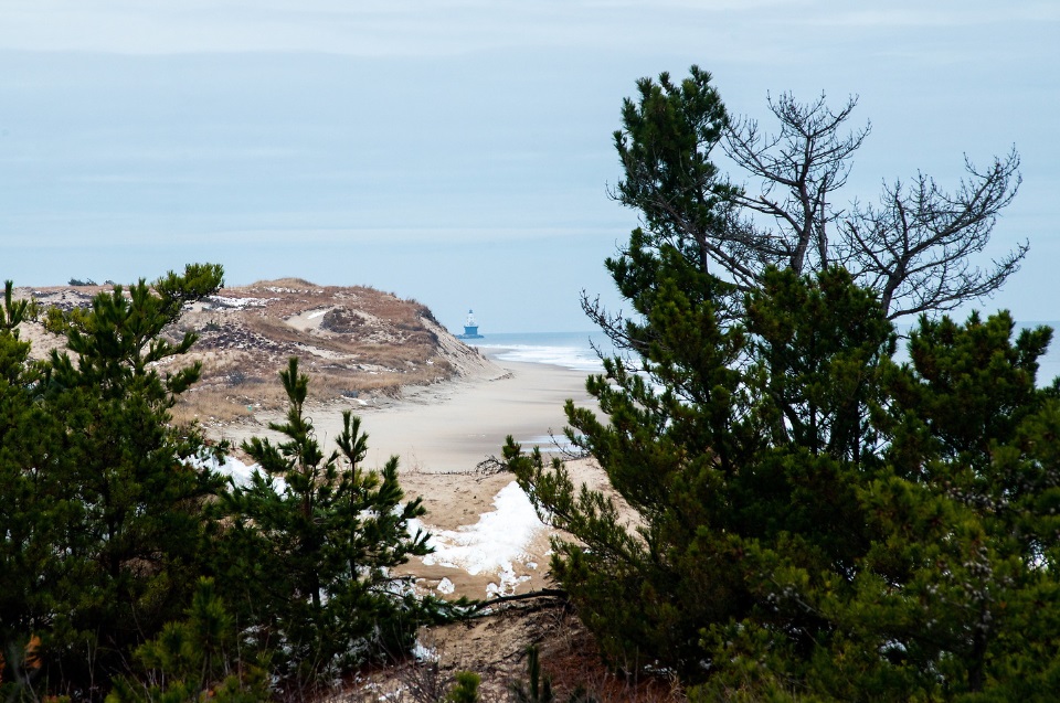 An oceanside beach appears in the background, with trees in the foreground.