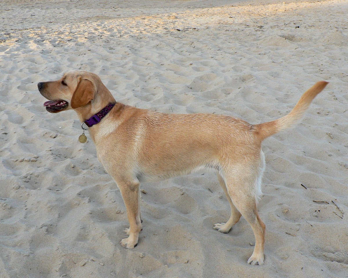 A tan dog stands on a beach, looking alert.