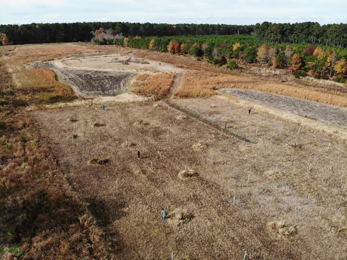 Aerial view of an open field that is being planted with trees.