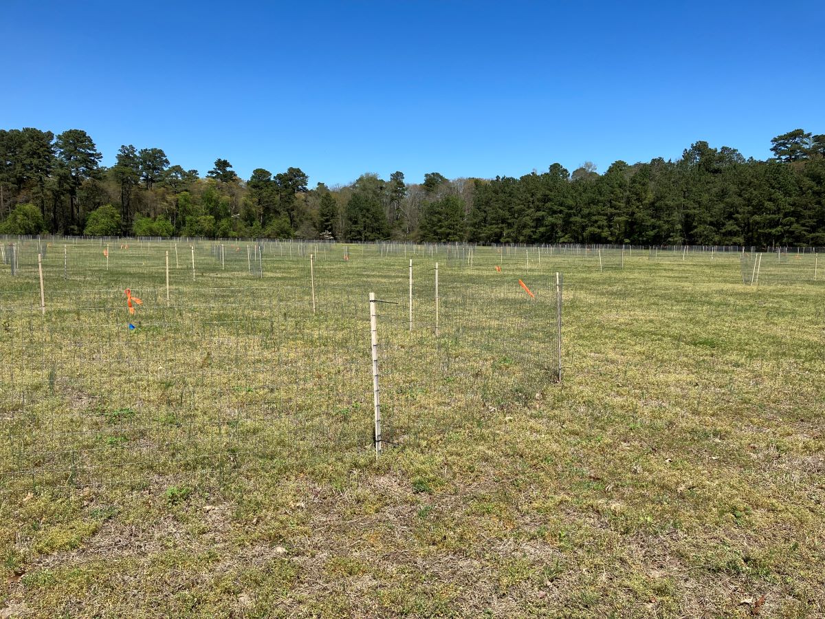 An open field with planting protected by fencing.