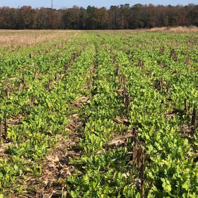 close-up of low-lying plants planted in rows in an open field.