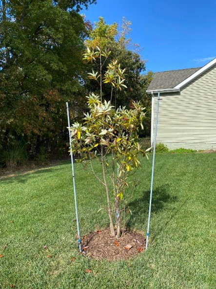 A small tree, freshly planted in teh side yard of a house.