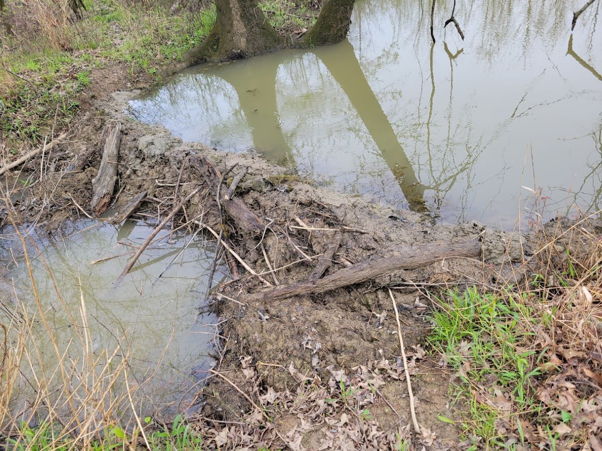 A view of a dam, built by beavers, blocking a small waterway.